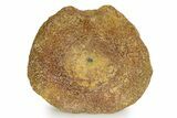 Fossil Ichthyosaur (Brachypterygius) Vertebra - England #351046-2